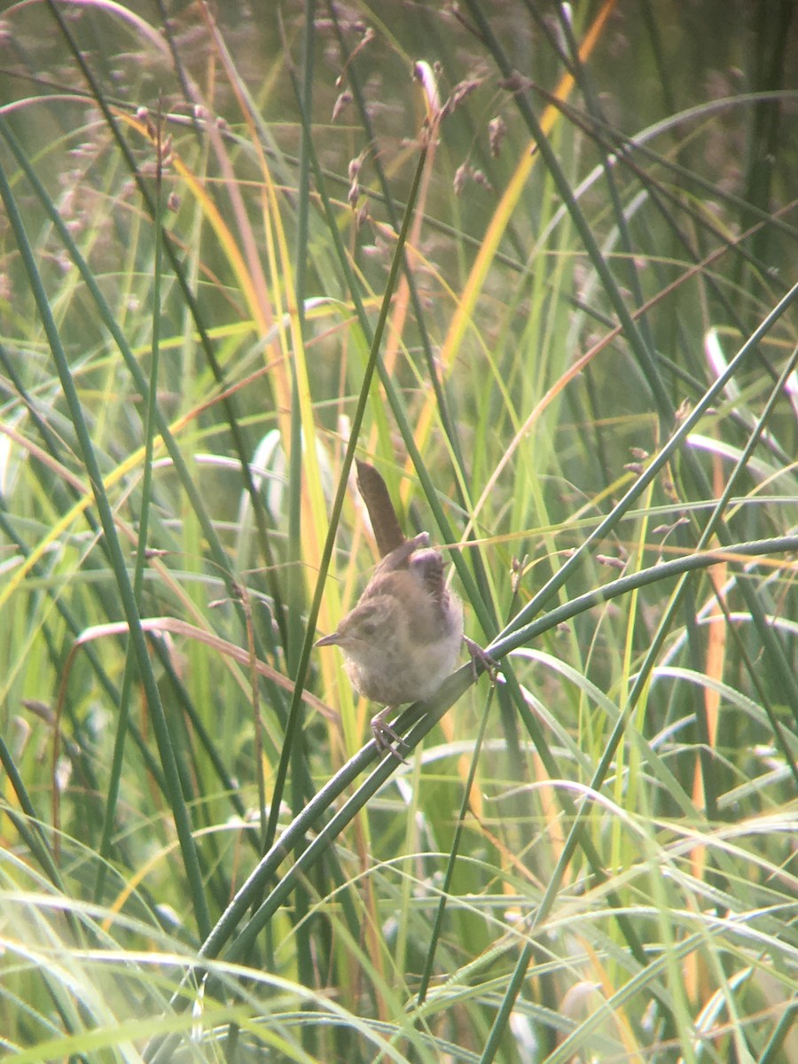 Marsh Wren - ML255634281