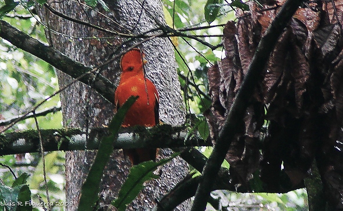 Guianan Cock-of-the-rock - ML255634321