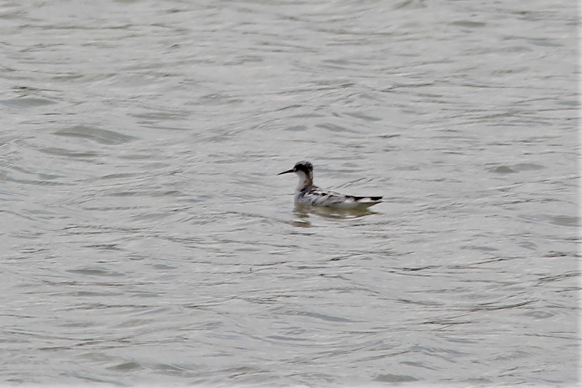 Phalarope à bec étroit - ML255634591