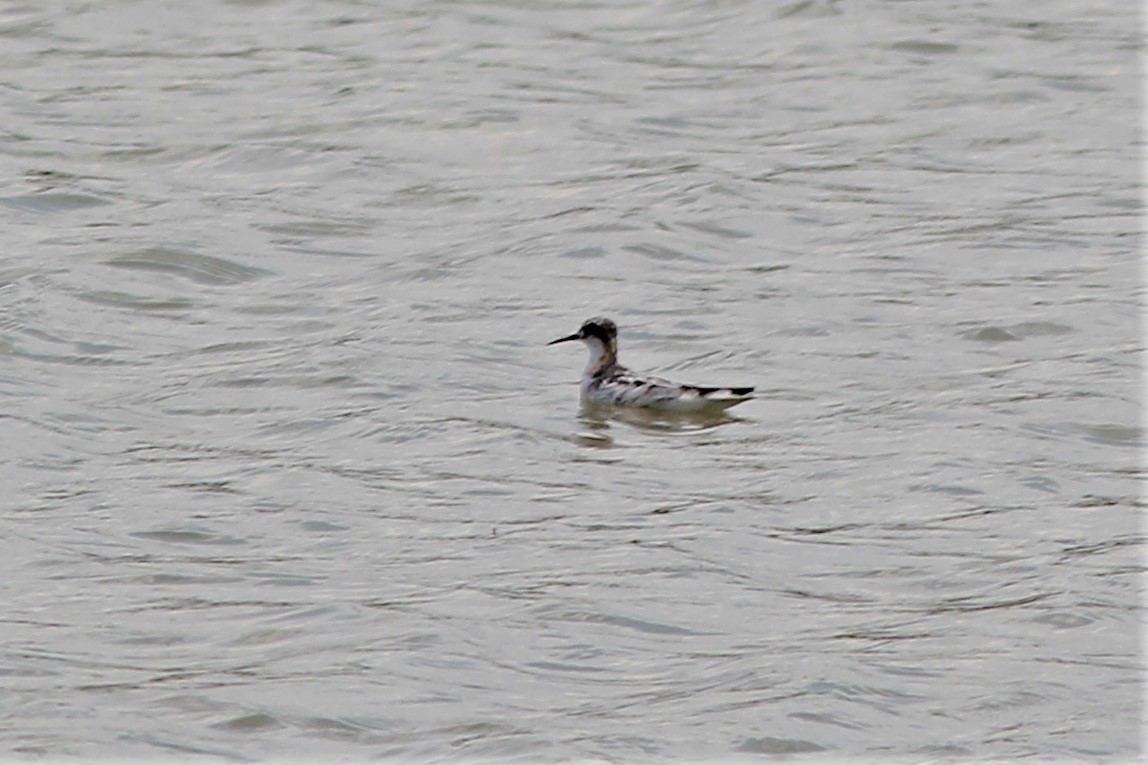 Red-necked Phalarope - Anthony  Popiel