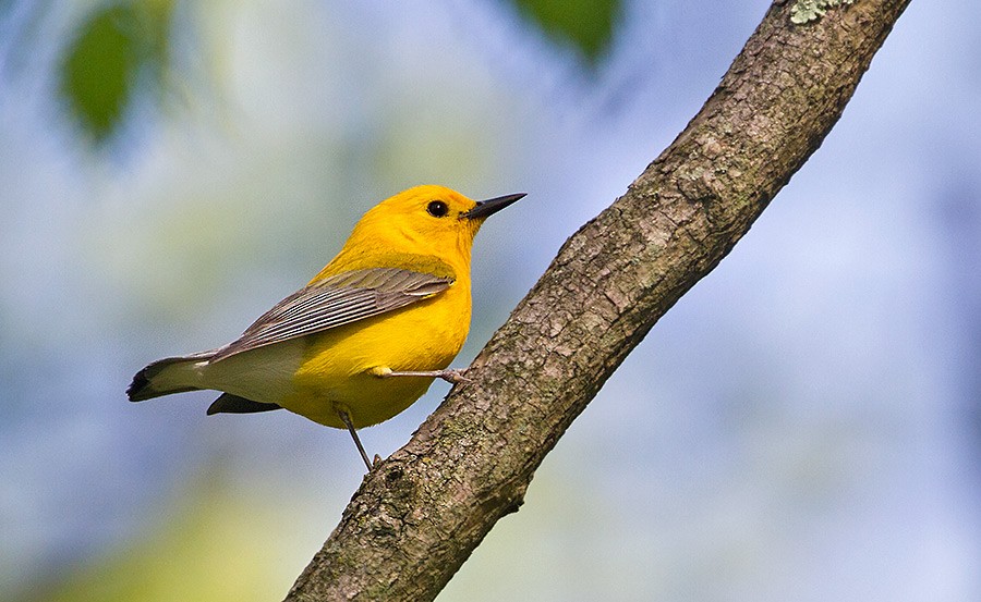 Prothonotary Warbler - ML255634641