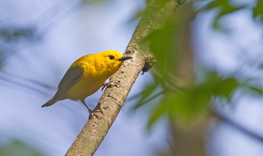 Prothonotary Warbler - ML255634651