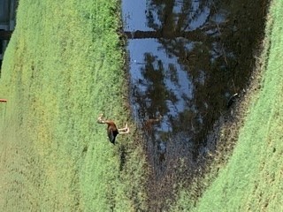 Black-bellied Whistling-Duck - ML255635331