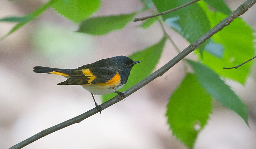American Redstart - ML255635471