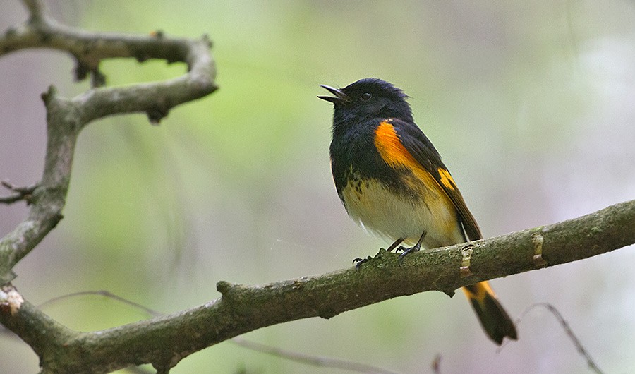 American Redstart - ML255635501