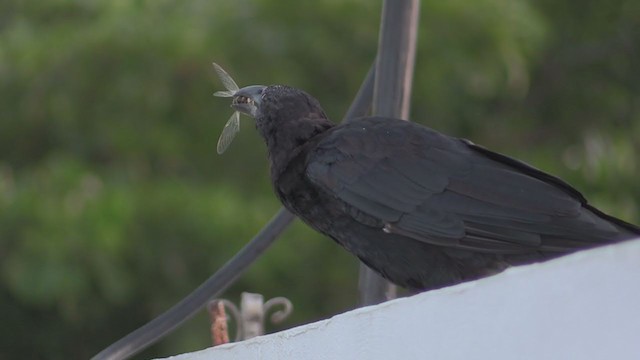 Cuban Crow - ML255637701