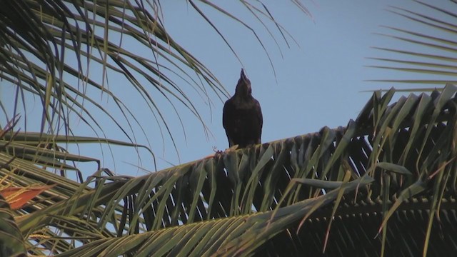 Cuban Crow - ML255638621