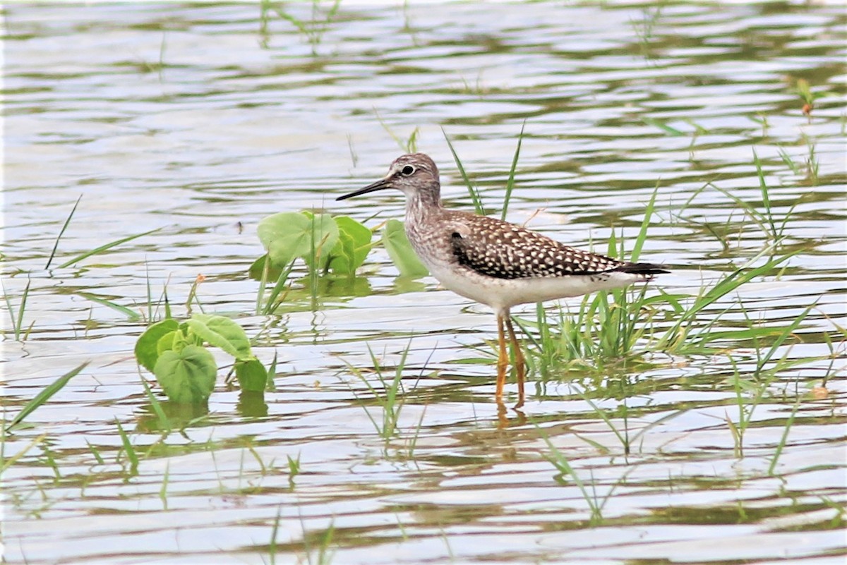 Lesser Yellowlegs - ML255639261