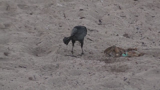 Greater Antillean Grackle - ML255639431