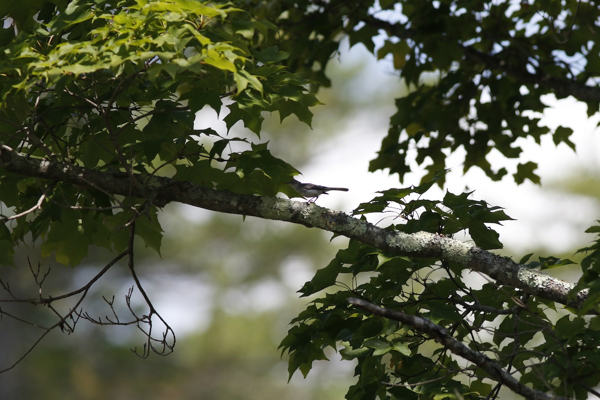 Blue-gray Gnatcatcher - ML255639881