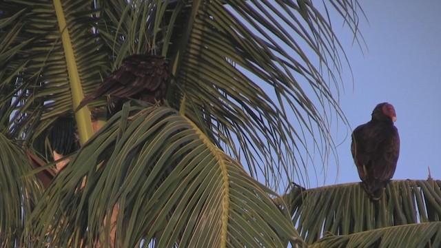 Turkey Vulture - ML255640241