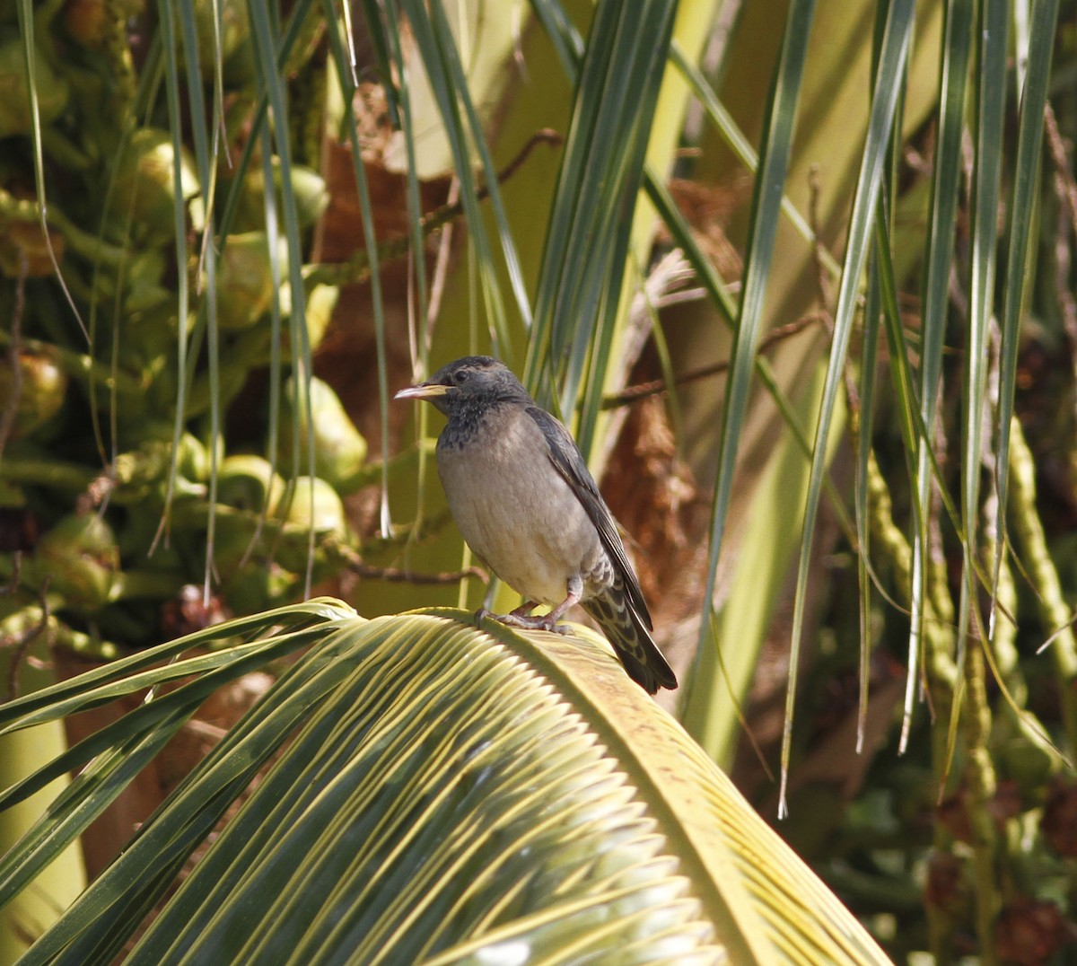 Rosy Starling - MSH Sourav