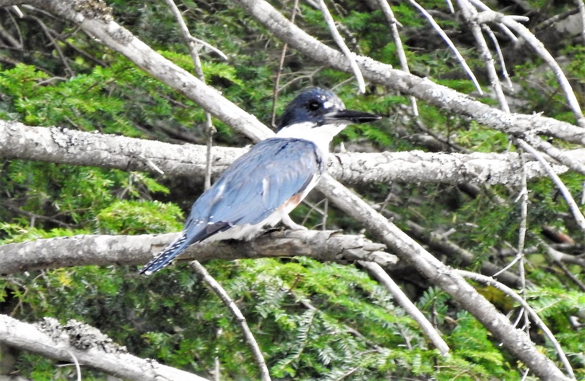 Belted Kingfisher - Betsy Berglund