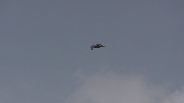 Magnificent Frigatebird - ML255642781