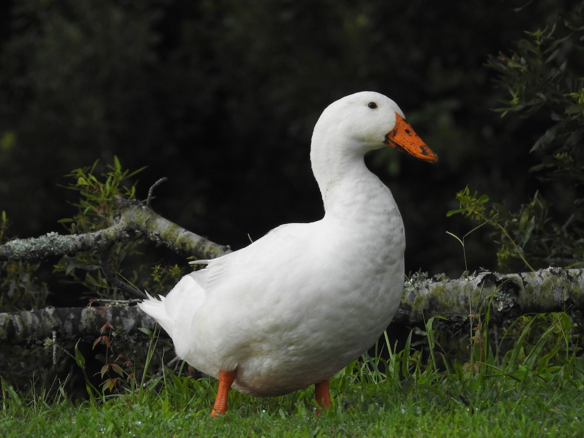 duck sp. - ML255644121