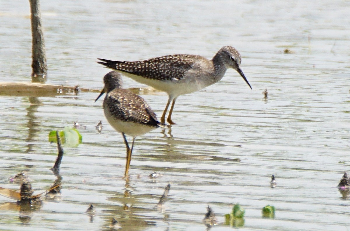 Lesser Yellowlegs - ML255644531