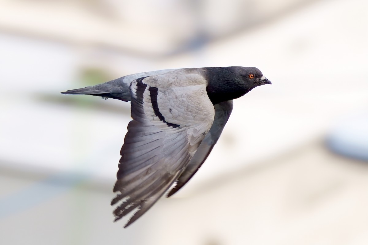 Rock Pigeon (Feral Pigeon) - ML255645671