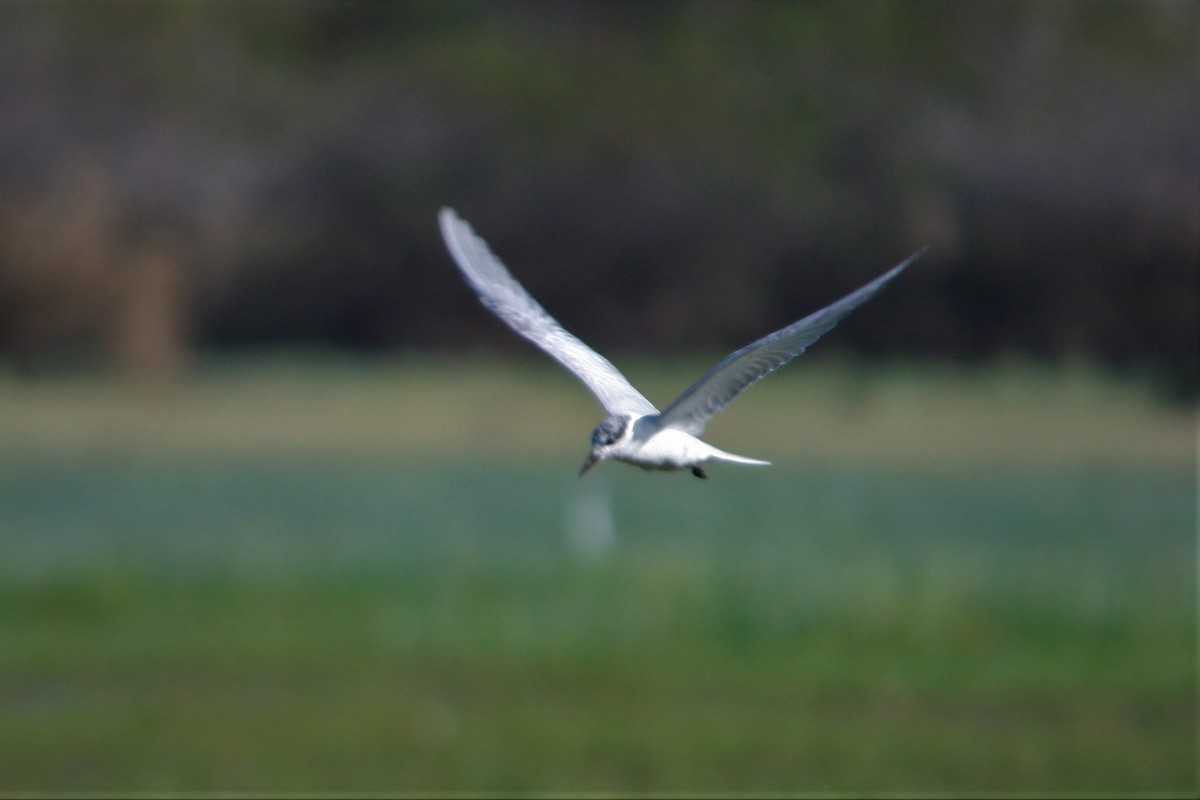 Whiskered Tern - Steven Edwards