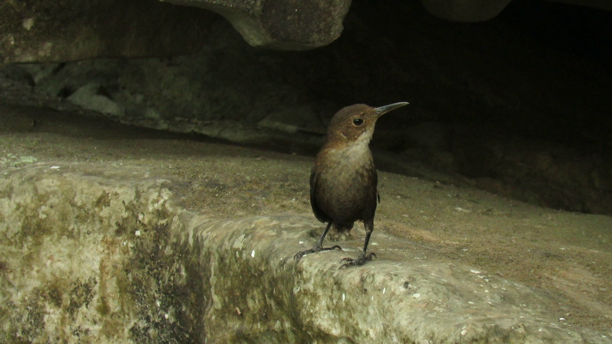 Nava's Wren - ML255649061