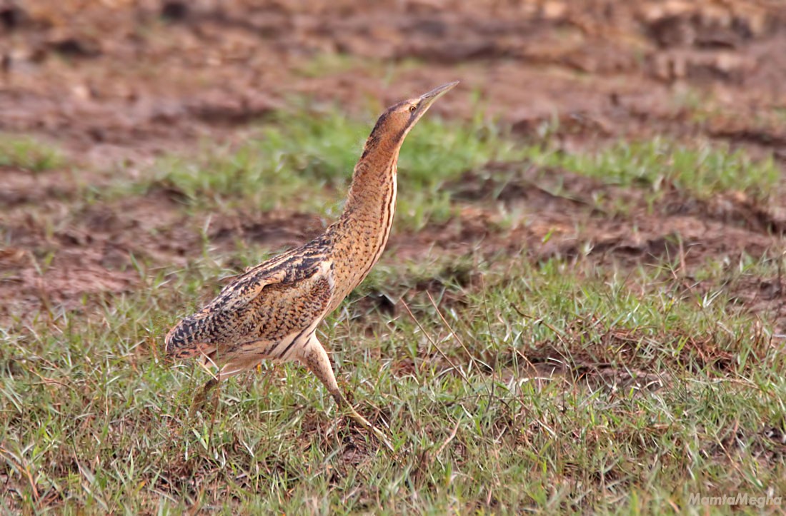 Great Bittern - ML25564921