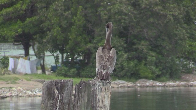 pelikán hnědý (ssp. occidentalis/murphyi) - ML255649421