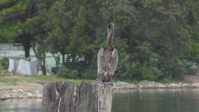 Brown Pelican (Southern) - ML255649421