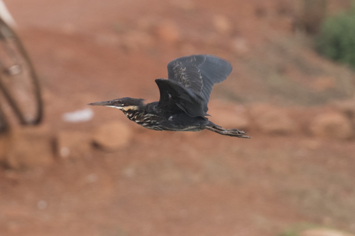 Black Bittern - Basanta Behura