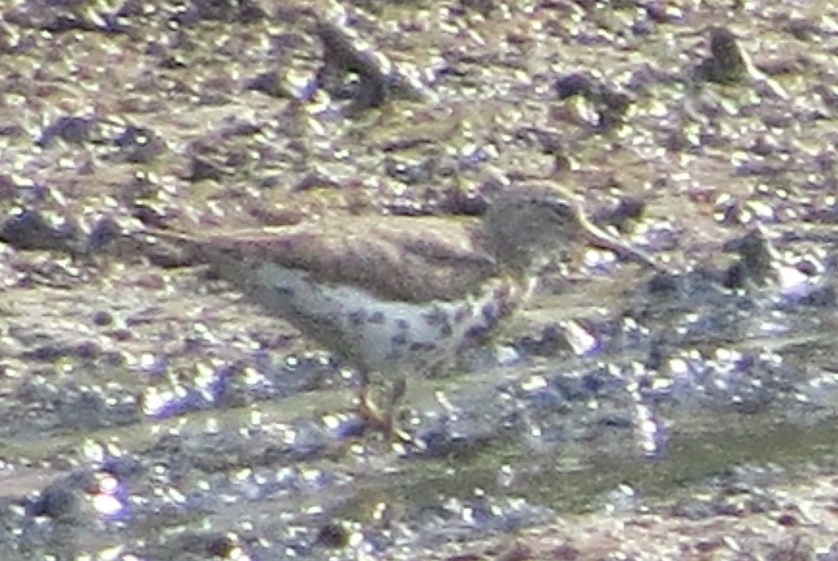 Chevalier grivelé - ML255652031