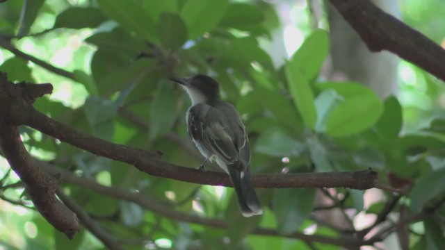 Loggerhead Kingbird - ML255652781