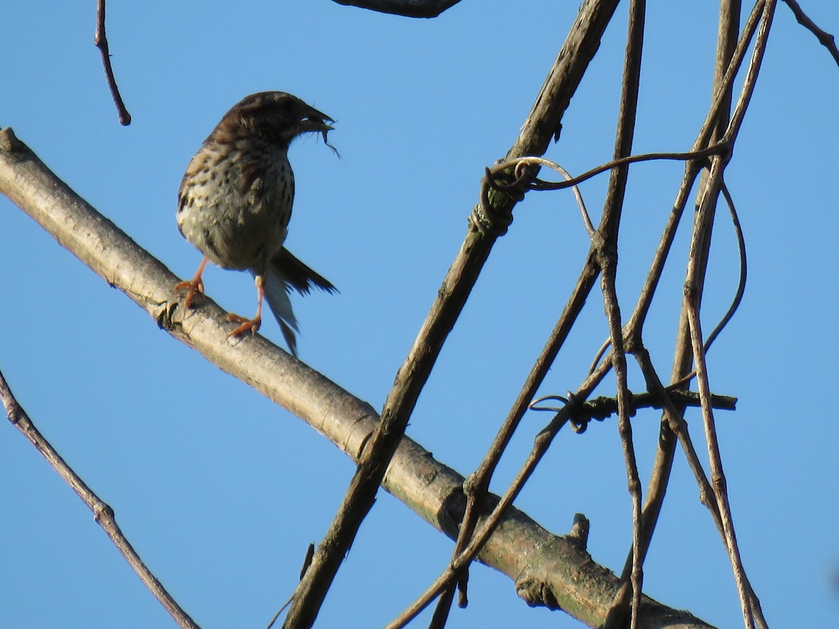 Savannah Sparrow - ML255653031