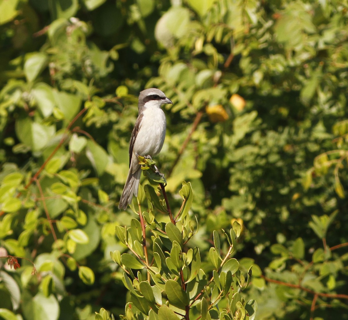 Brown Shrike - ML255653921