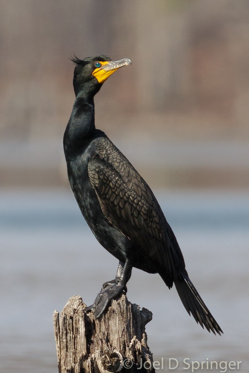 Double-crested Cormorant - Joel Springer