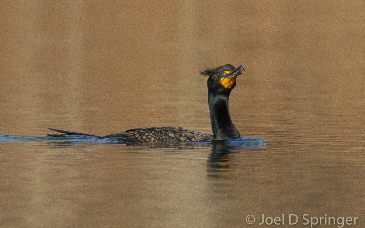 Cormoran à aigrettes - ML255654721