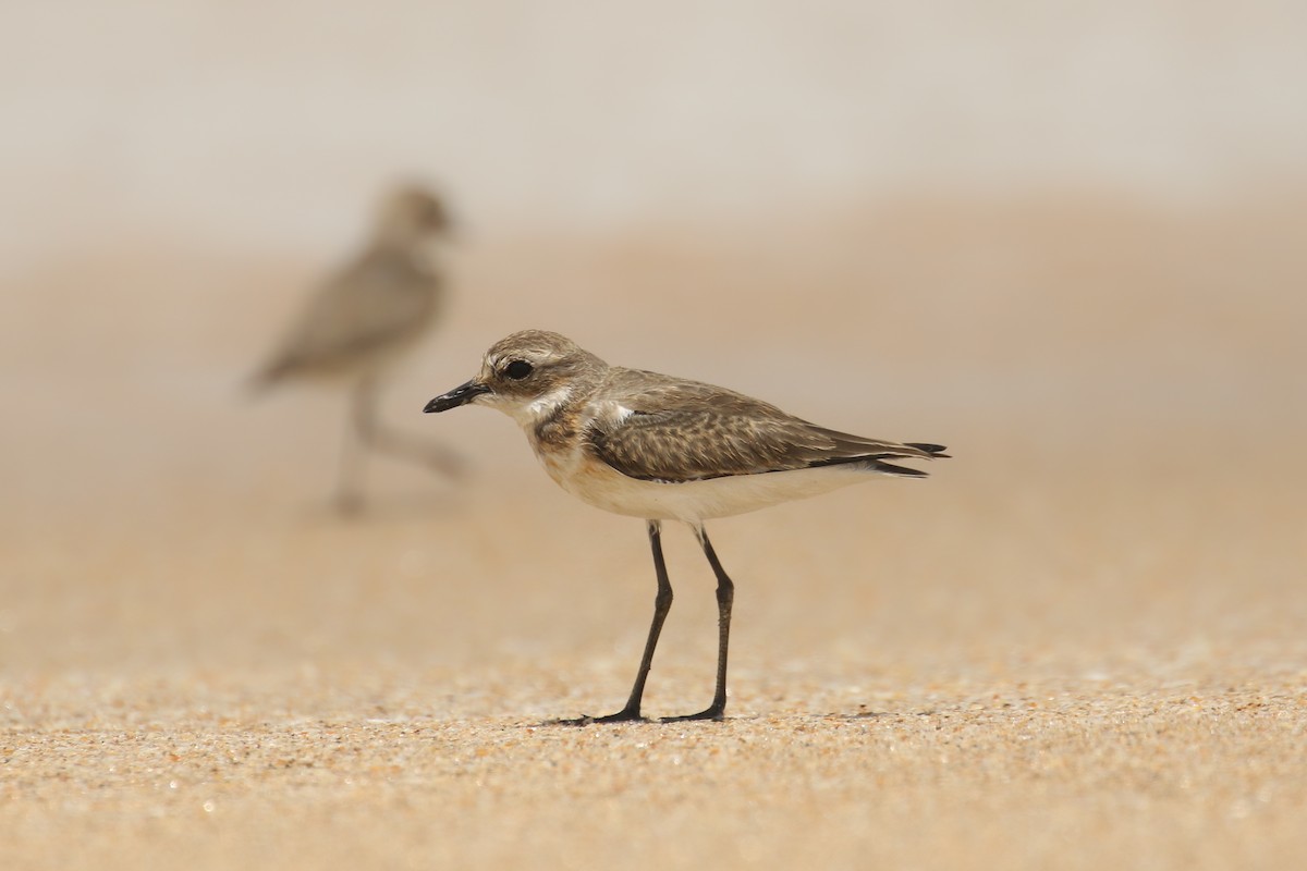 Greater Sand-Plover - Frank Thierfelder