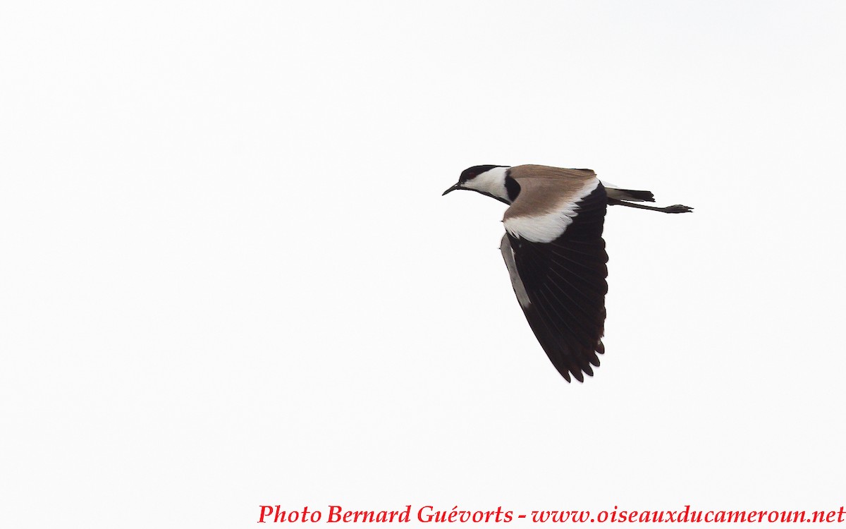 Spur-winged Lapwing - ML255655261