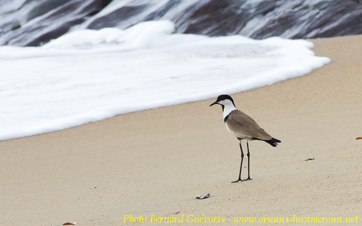 Spur-winged Lapwing - ML255655281