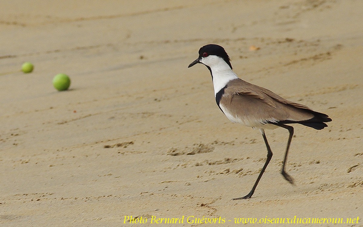Spur-winged Lapwing - ML255655291