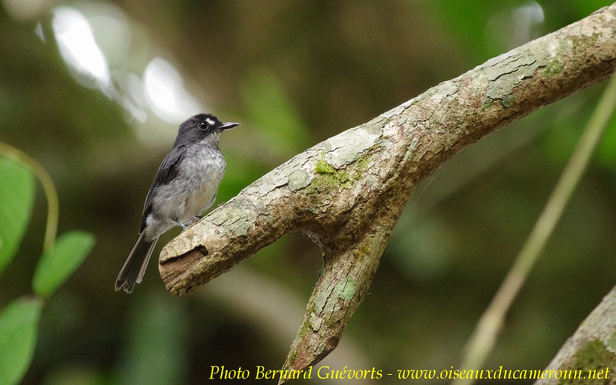 White-browed Forest-Flycatcher - Bernard Guevorts