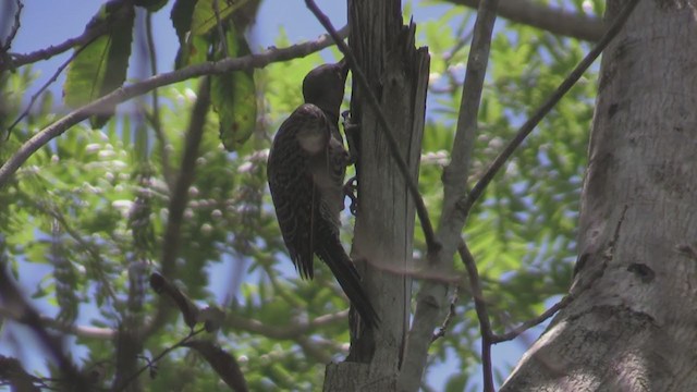 Northern Flicker (Cuban) - ML255656261