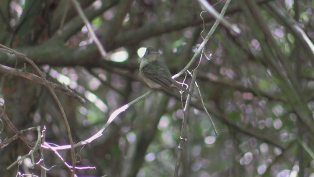 Cuban Pewee - ML255656981