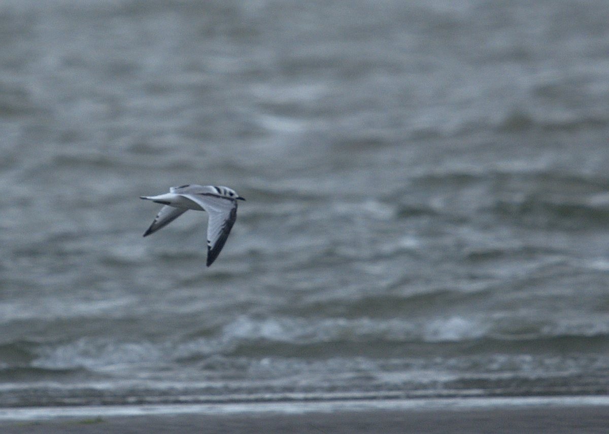 Black-legged Kittiwake - ML255657461