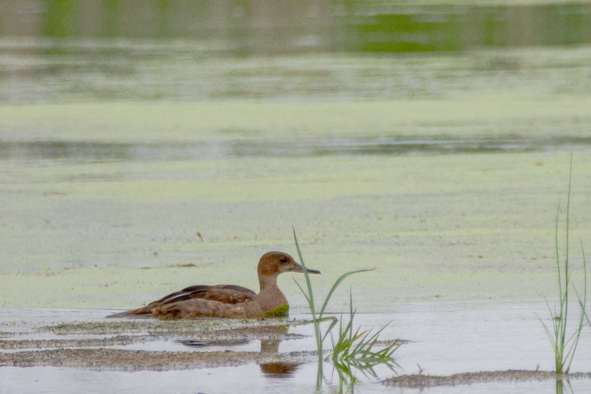 merganser sp. - Mark  Holtz