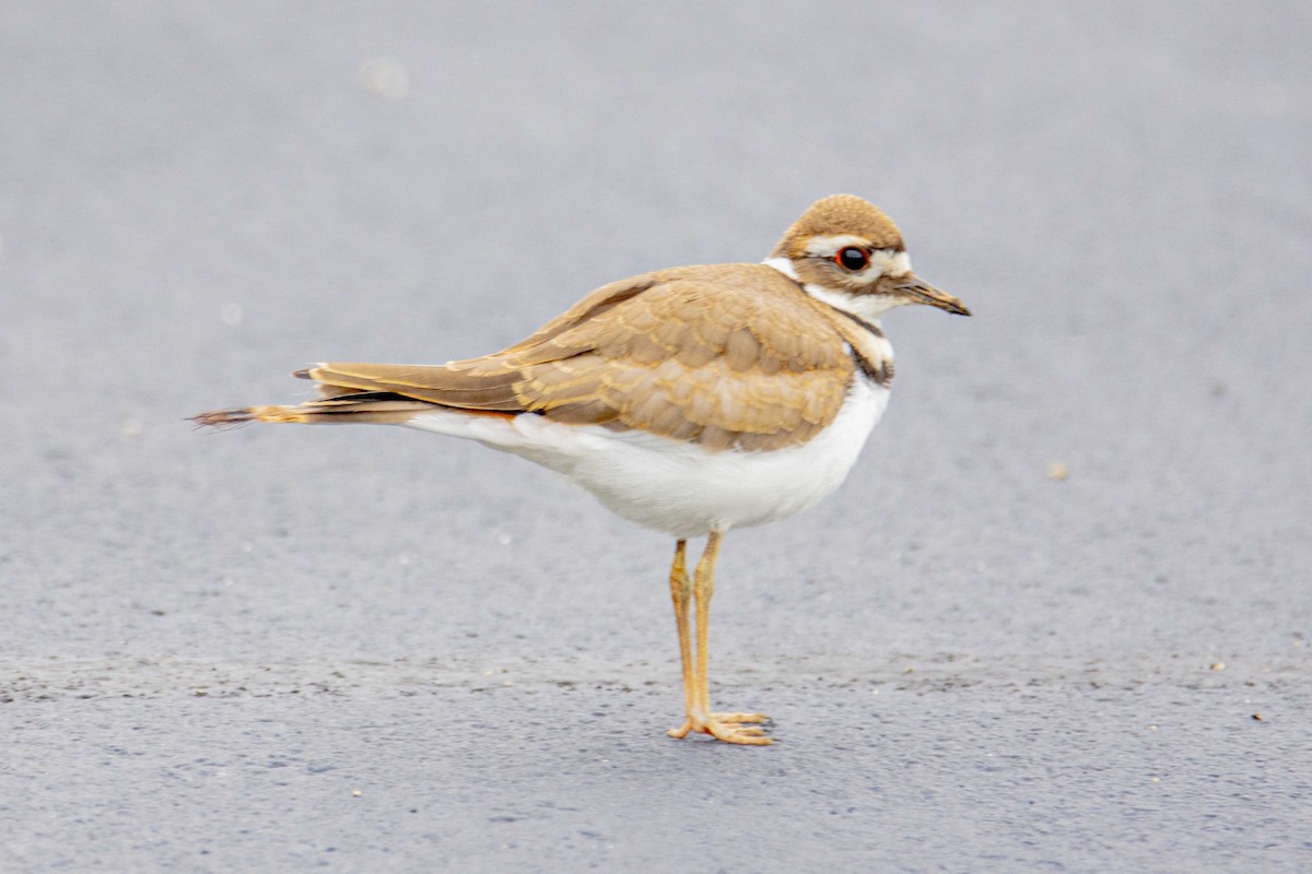 Killdeer - Mark  Holtz