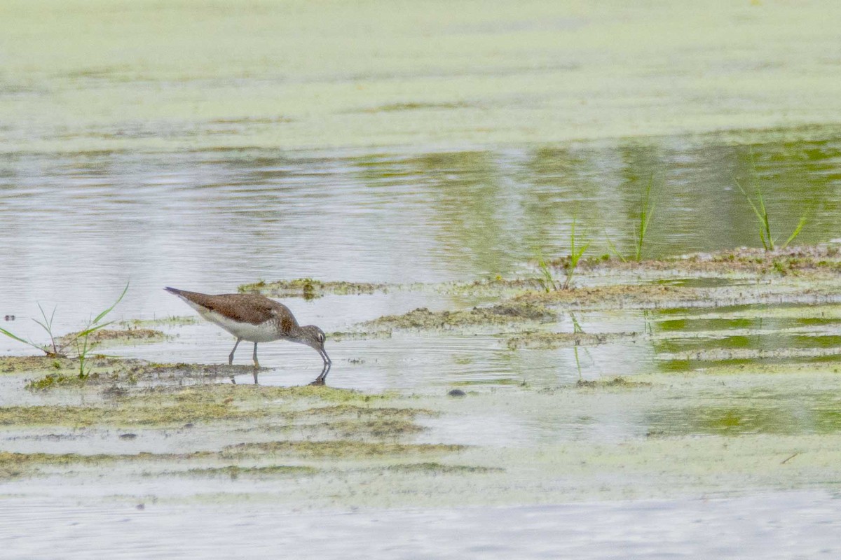Solitary Sandpiper - ML255657681