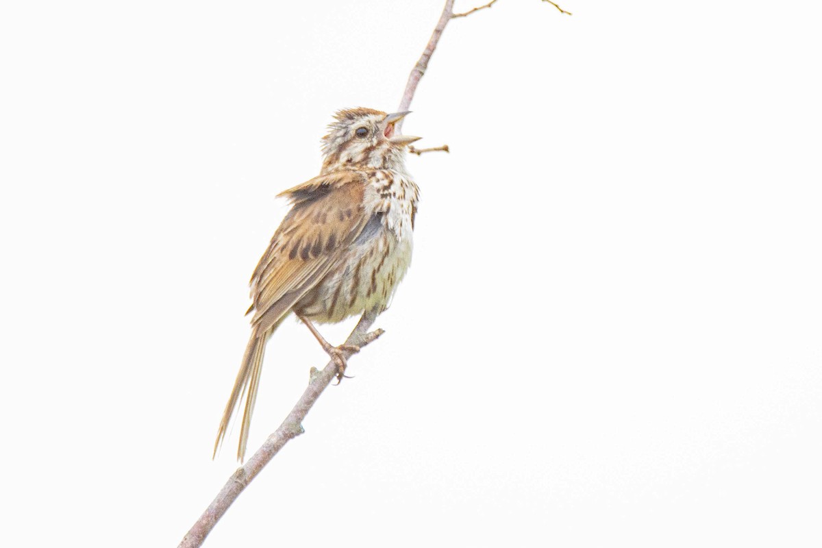 Song Sparrow - Mark  Holtz