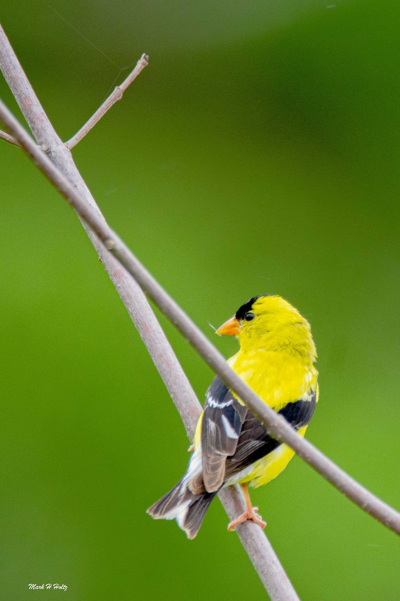 American Goldfinch - ML255657801