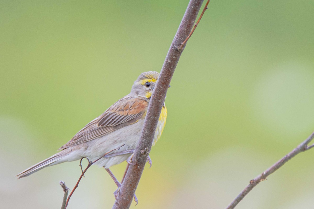 Dickcissel d'Amérique - ML255657911