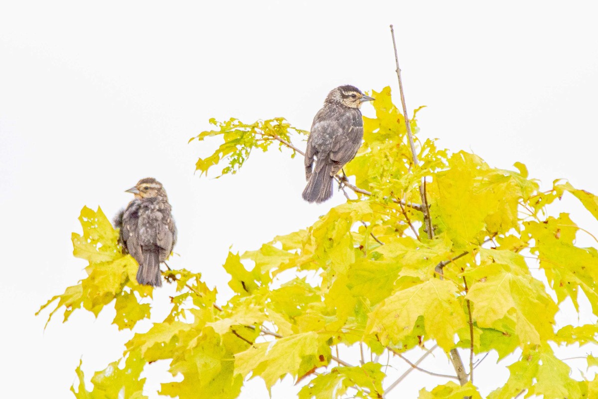 Red-winged Blackbird - ML255657981