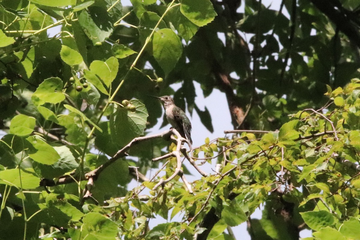 Ruby-throated Hummingbird - Matthew  Scheltema