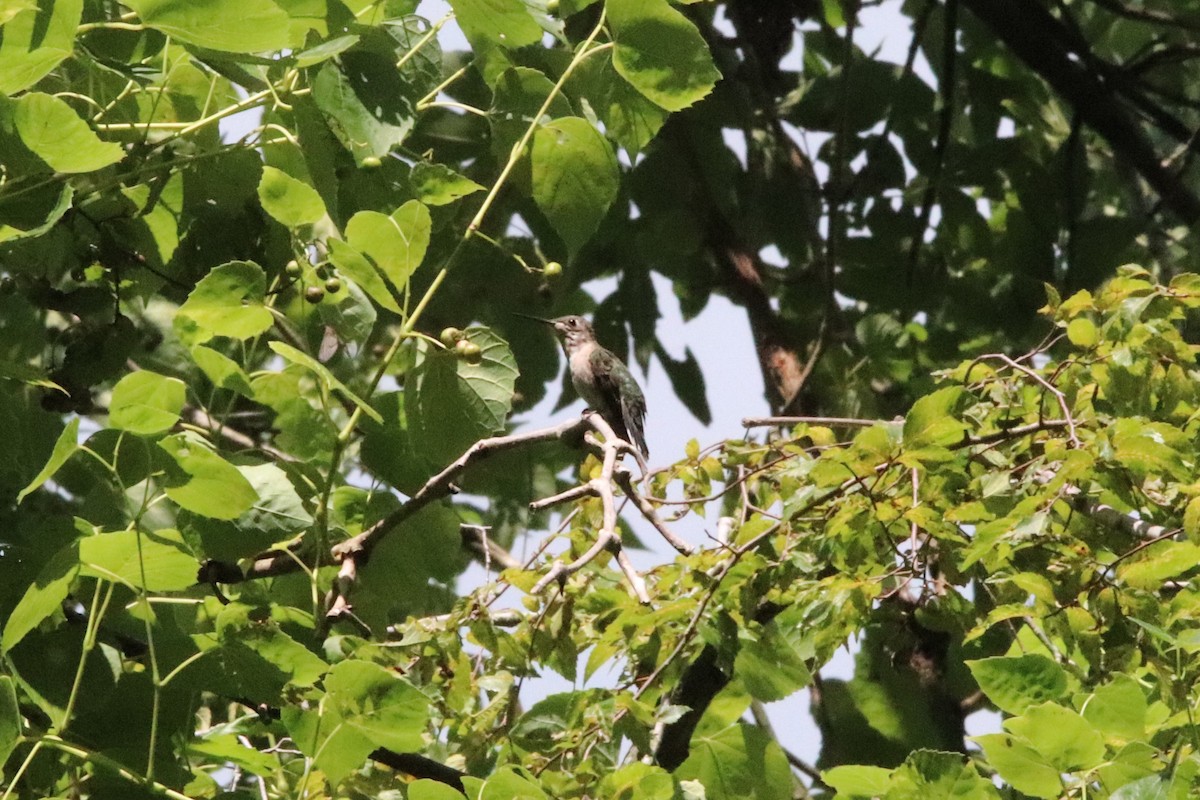 Ruby-throated Hummingbird - Matthew  Scheltema